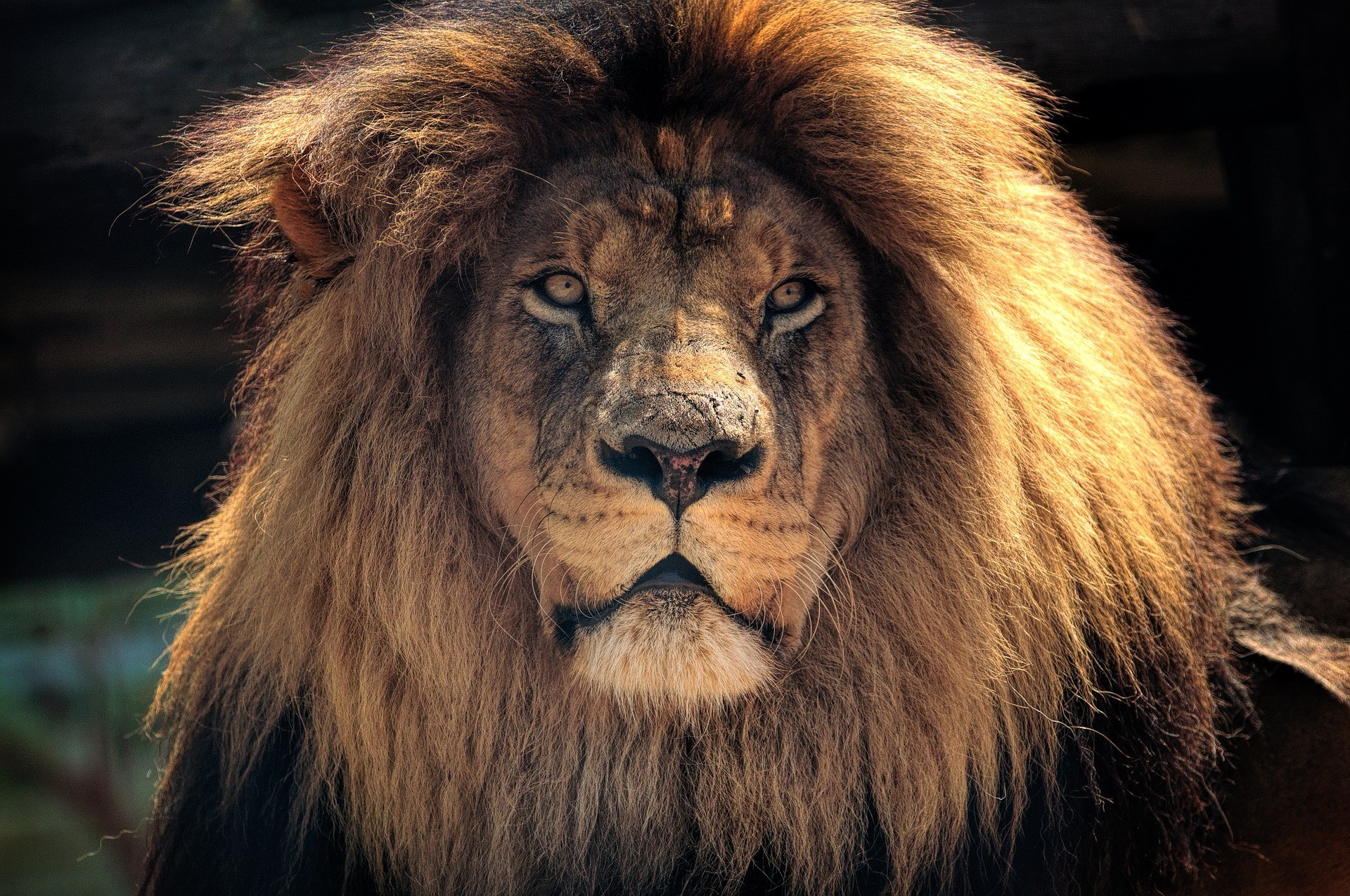 Lion South Africa